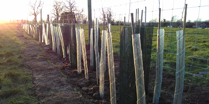 Plantation de haies Plantation de haies